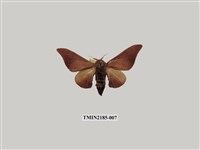 藏品(鉤翅赭蠶蛾)的圖片